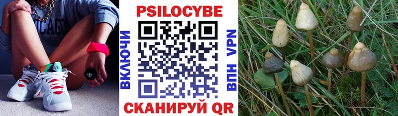 Псилоцибиновые грибы Cubensis маркетплейс клад Сусуман mega маркетплейс